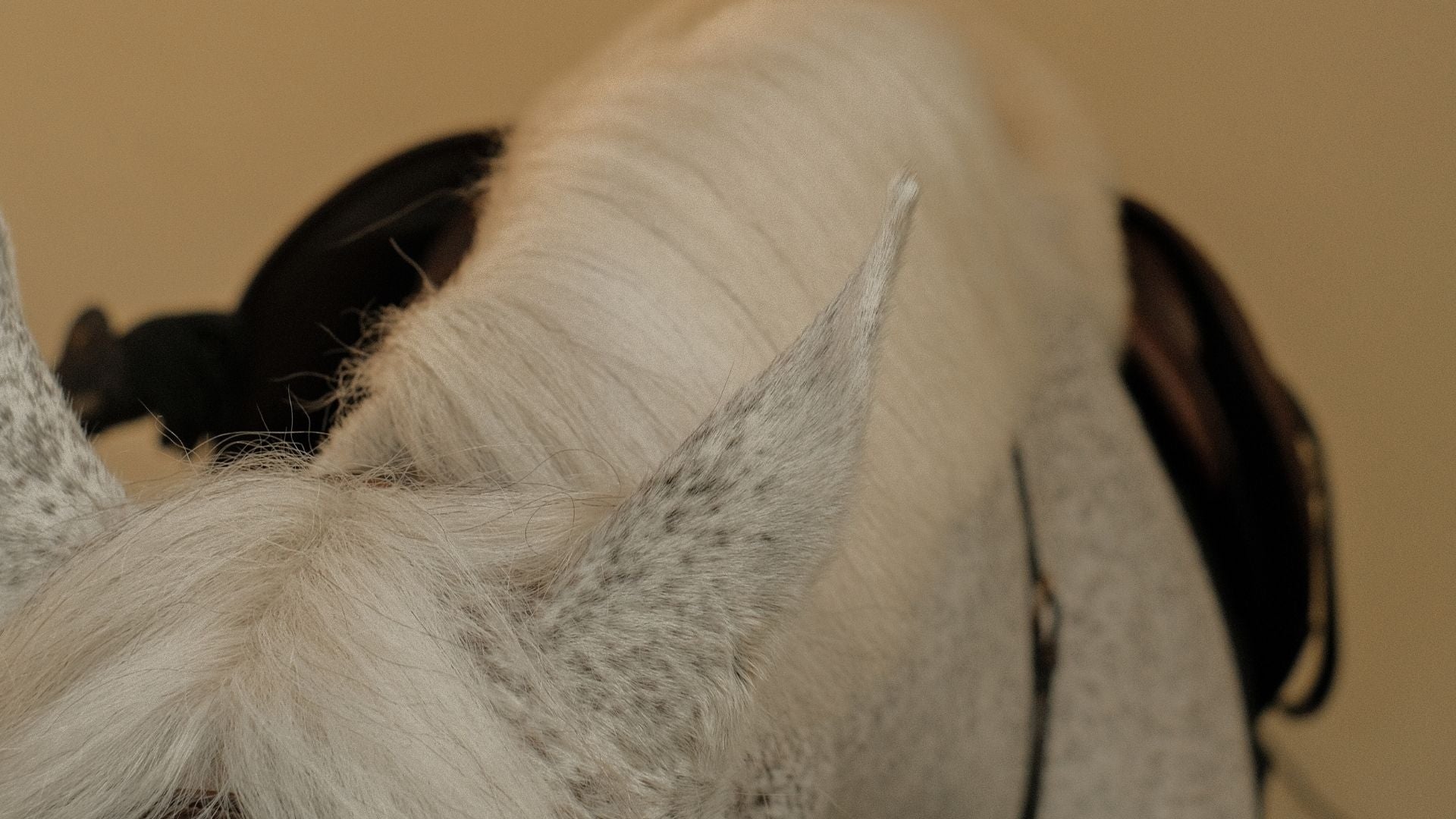 <p>Modern Equestrianism, Refined</p> hero image